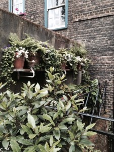 ... a simple row of pots...