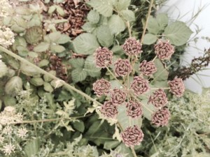 Hemlock seed heads