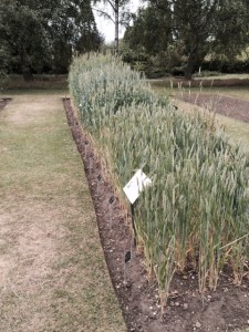 and the shorter stalked, higher yielding modern varieties.