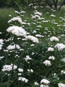 Valeriana phu, in the chronological beds
