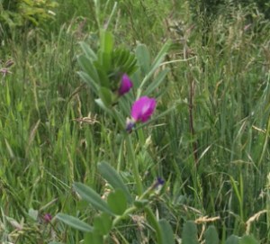 Common vetch