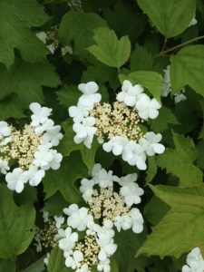 Guelder rose (Viburnum opulus)