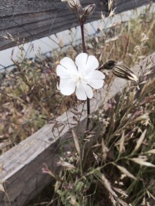 White campion