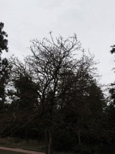 The rather unpromising white mulberry...