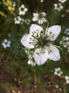 White nigella