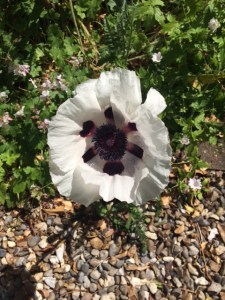 My white poppy