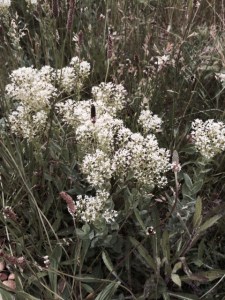 White valerian