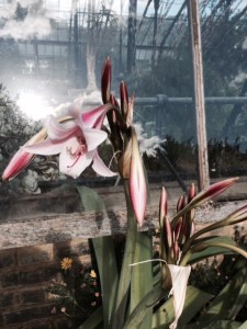 Amaryllis near the glass-houses.