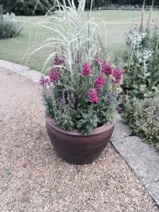 Antirrhinums on the Bee Walk.
