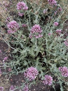 Centranthus ruber (valerian)