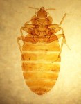 Cimex_lectularius