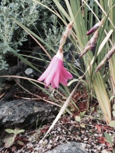 Dierama (angels' fishing rods)