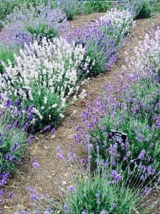 The dry, stony soil of the new lavender beds.