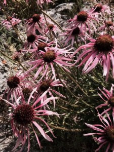 Echinacea