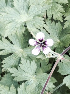 Three types of geranium ...