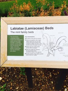 The bed label for the Laminaceae at CUBG.