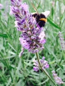 Lavandula intermedia