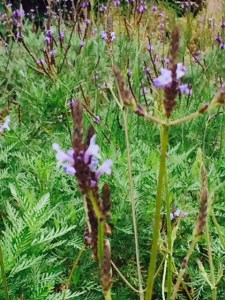 Lavandula canariensis.