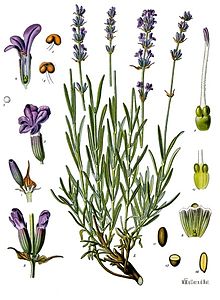 ... and Lavandula angustifolia. Which (if either) is spikenard?