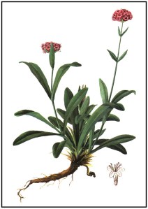 Nardostachys jatamansi...