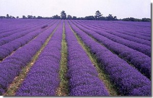 The fields of the Norfolk Lavender Company.