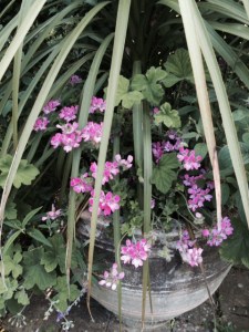 Pelargoniums in the dry garden