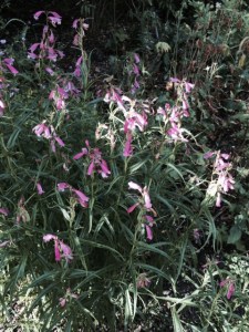 Penstemons