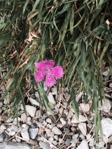 A single pink in the limestone garden
