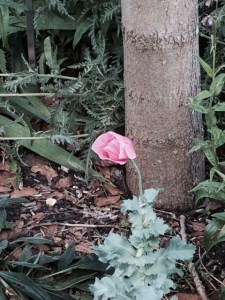 A solitary pink poppy near the Hills Road gate.
