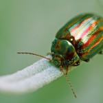 The dreaded rosemary beetle.