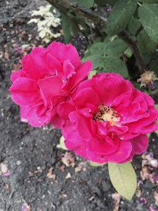 And some roses (with the little black bugs which seem to love them)