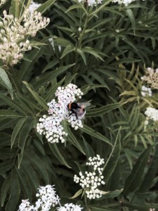 Sambucus ebulus (with bee)