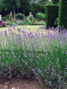 Looking through lavender to the rose gardens.