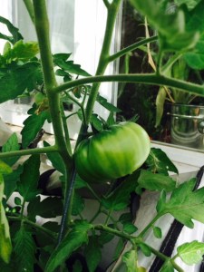 Super-Marmande, looking promising...