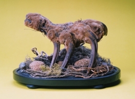 The vegetable lamb: a very rare specimen.