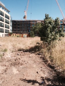 The last wild tract...