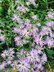 Aster