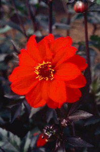 Dahlia 'Bishop of Llandaff'. Credit: Royal Horticultural Society.