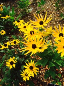 Black-eyed Susan