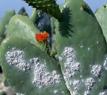 cochineal_insects