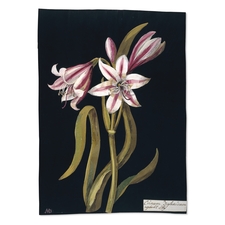 Mrs Delany's paper collage of Crinum Zeylanicum. Credit: The British Museum.