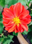 Dahlia 1