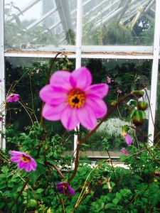 A selection of dahlias currently flowering in the Cambridge University Botanic Garden.