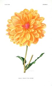 Nineteenth-century illustrations of dahlias.