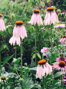 Echinacea cones