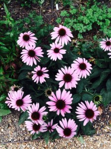 Echinacea light pink