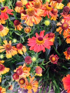 Helenium 2