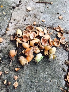 Evidence of depredation by grey squirrels.