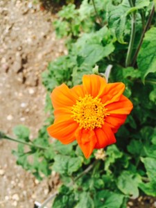 Orange daisy