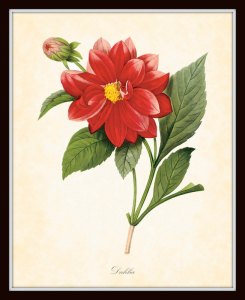 This one is by Redouté, 1833.